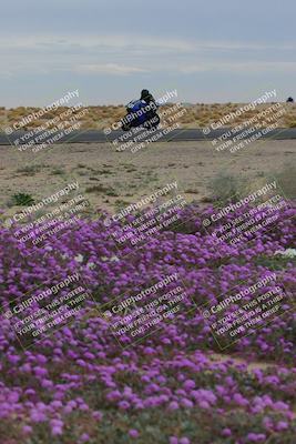 media/Jan-14-2023-SoCal Trackdays (Sat) [[497694156f]]/Turn 14 Exit Bloomig (145pm)/